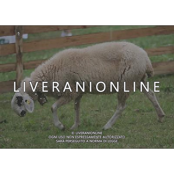 ALTO ADIGE 2006 NELLA FOTO PECORE AL PASCOLO IFC-AGENZIA ALDO LIVERANI