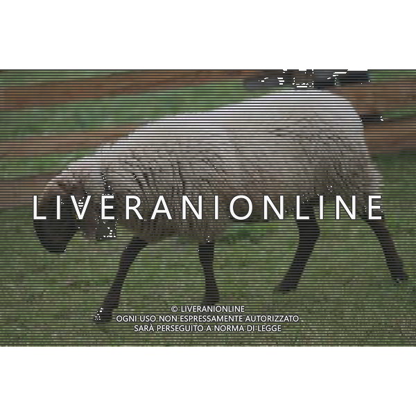 ALTO ADIGE 2006 NELLA FOTO PECORE AL PASCOLO IFC-AGENZIA ALDO LIVERANI