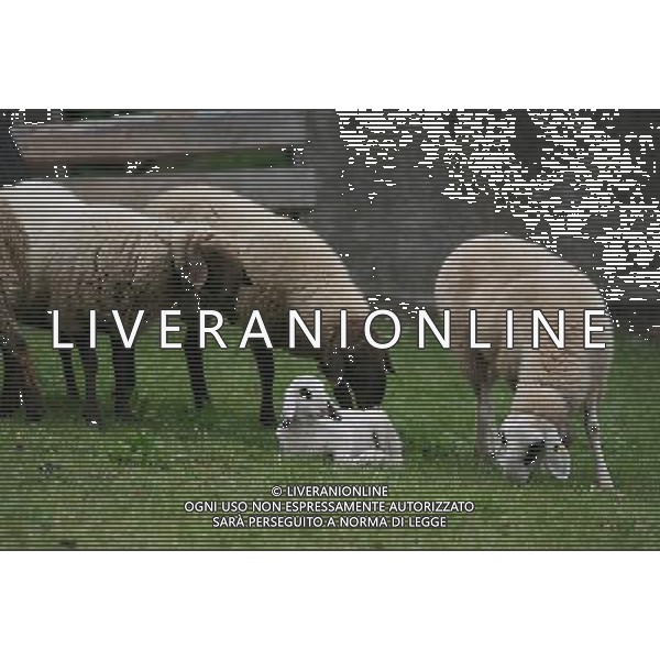 ALTO ADIGE 2006 NELLA FOTO PECORE AL PASCOLO IFC-AGENZIA ALDO LIVERANI