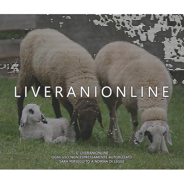 ALTO ADIGE 2006 NELLA FOTO PECORE AL PASCOLO IFC-AGENZIA ALDO LIVERANI