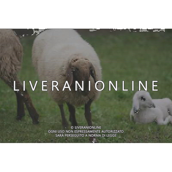 ALTO ADIGE 2006 NELLA FOTO PECORE AL PASCOLO IFC-AGENZIA ALDO LIVERANI