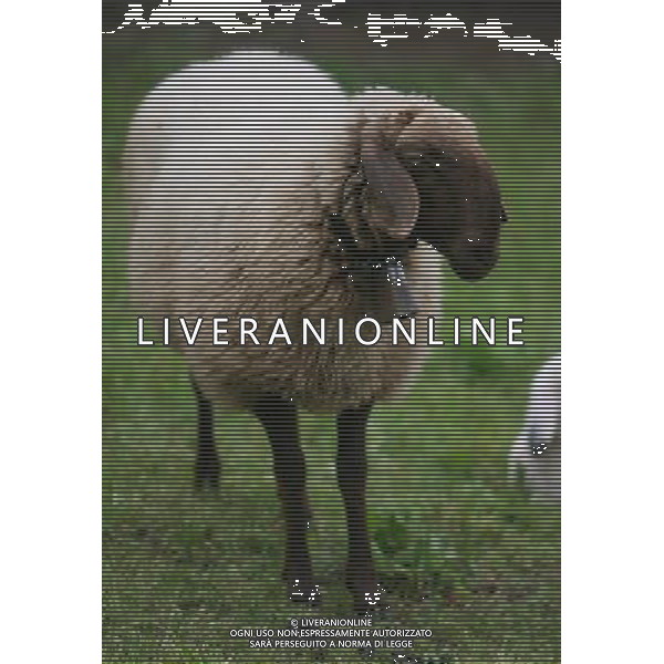 ALTO ADIGE 2006 NELLA FOTO PECORE AL PASCOLO IFC-AGENZIA ALDO LIVERANI