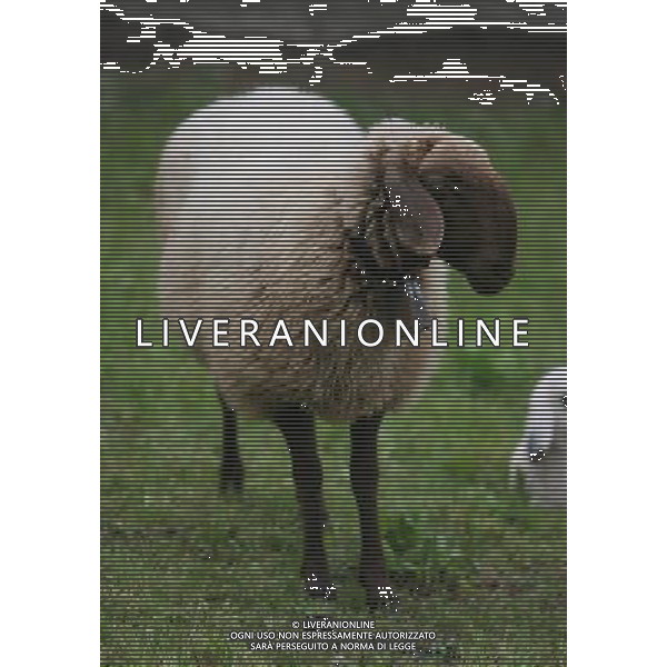 ALTO ADIGE 2006 NELLA FOTO PECORE AL PASCOLO IFC-AGENZIA ALDO LIVERANI