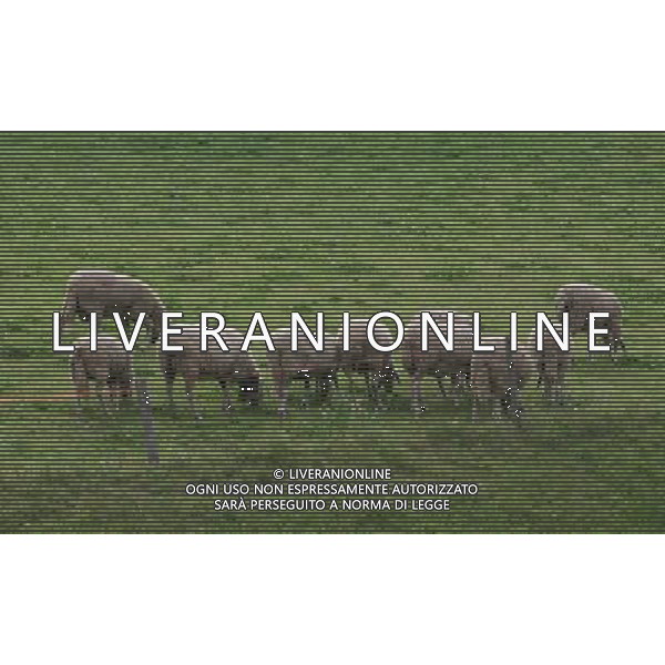 ALTO ADIGE 2006 NELLA FOTO PECORE AL PASCOLO IFC-AGENZIA ALDO LIVERANI