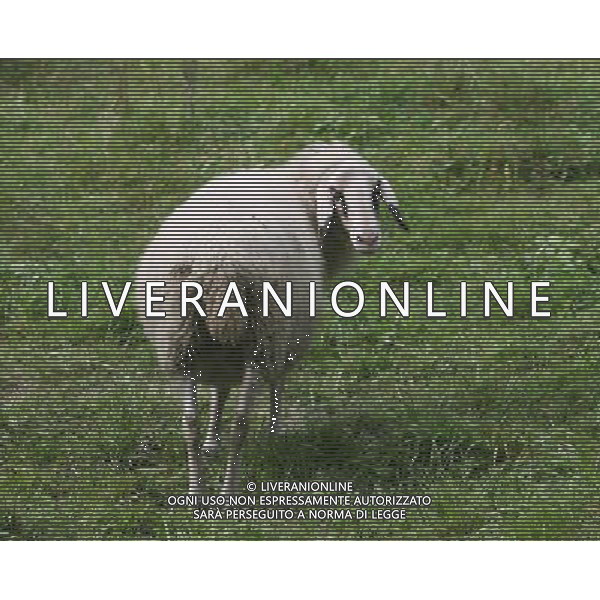 ALTO ADIGE 2006 NELLA FOTO PECORE AL PASCOLO IFC-AGENZIA ALDO LIVERANI