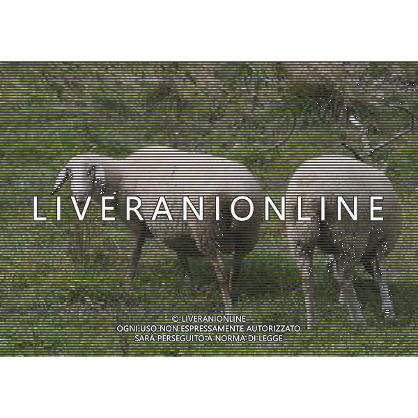 ALTO ADIGE 2006 NELLA FOTO PECORE AL PASCOLO IFC-AGENZIA ALDO LIVERANI