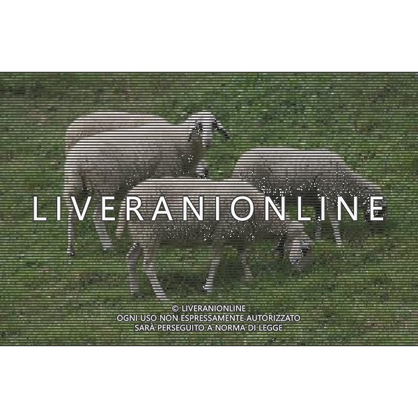 ALTO ADIGE 2006 NELLA FOTO PECORE AL PASCOLO IFC-AGENZIA ALDO LIVERANI