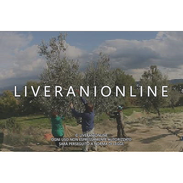 CETONA SIENA 2006 OLIVICOLTORI DELLE COLLINE DEL CETONA NELLA FOTO RACCOLTA OLIVE IFC-AGENZIA ALDO LIVERANI