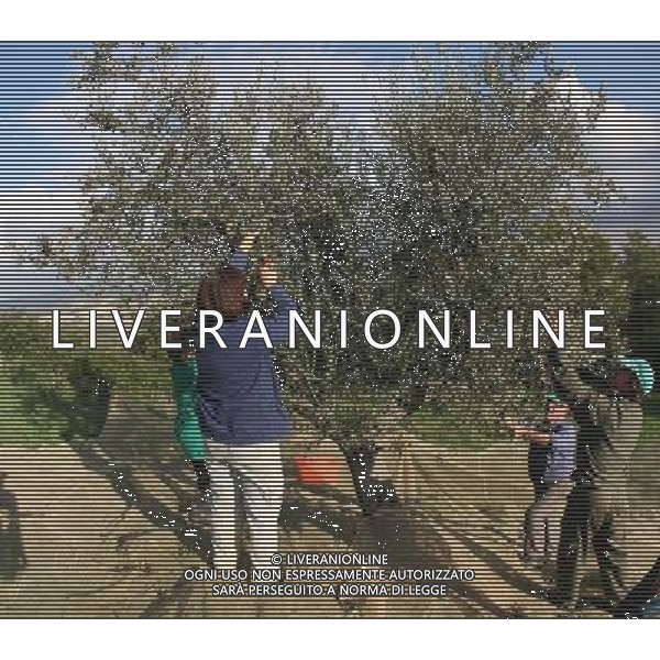 CETONA SIENA 2006 OLIVICOLTORI DELLE COLLINE DEL CETONA NELLA FOTO RACCOLTA OLIVE IFC-AGENZIA ALDO LIVERANI