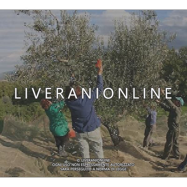 CETONA SIENA 2006 OLIVICOLTORI DELLE COLLINE DEL CETONA NELLA FOTO RACCOLTA OLIVE IFC-AGENZIA ALDO LIVERANI