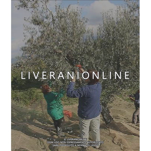 CETONA SIENA 2006 OLIVICOLTORI DELLE COLLINE DEL CETONA NELLA FOTO RACCOLTA OLIVE IFC-AGENZIA ALDO LIVERANI