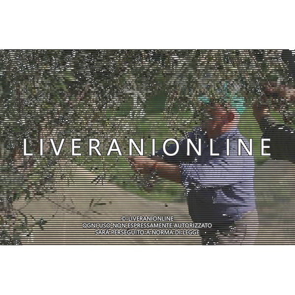 CETONA SIENA 2006 OLIVICOLTORI DELLE COLLINE DEL CETONA NELLA FOTO RACCOLTA OLIVE IFC-AGENZIA ALDO LIVERANI