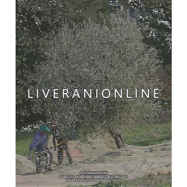 CETONA SIENA 2006 OLIVICOLTORI DELLE COLLINE DEL CETONA NELLA FOTO RACCOLTA OLIVE IFC-AGENZIA ALDO LIVERANI