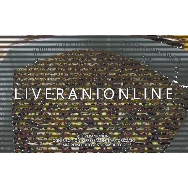 CETONA SIENA 2006 OLIVICOLTORI DELLE COLLINE DEL CETONA NELLA FOTO DEPOSITI BINS CASSONI FENESTRATI PER LE OLIVE IFC-AGENZIA ALDO LIVERANI