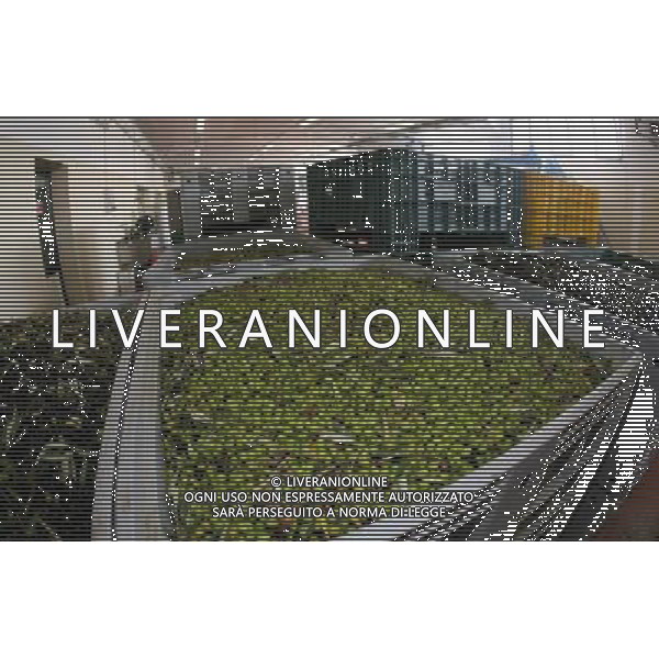 CETONA SIENA 2006 OLIVICOLTORI DELLE COLLINE DEL CETONA NELLA FOTO DEPOSITI BINS CASSONI FENESTRATI PER LE OLIVE IFC-AGENZIA ALDO LIVERANI