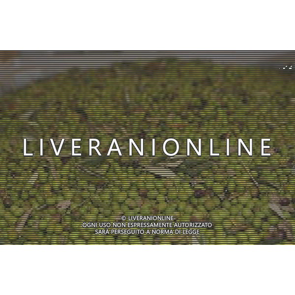 CETONA SIENA 2006 OLIVICOLTORI DELLE COLLINE DEL CETONA NELLA FOTO DEPOSITI BINS CASSONI FENESTRATI PER LE OLIVE IFC-AGENZIA ALDO LIVERANI