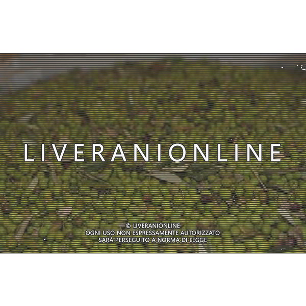 CETONA SIENA 2006 OLIVICOLTORI DELLE COLLINE DEL CETONA NELLA FOTO DEPOSITI BINS CASSONI FENESTRATI PER LE OLIVE IFC-AGENZIA ALDO LIVERANI