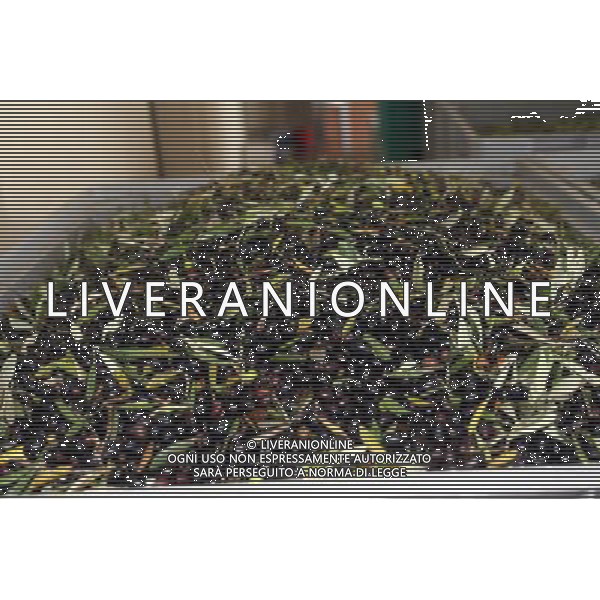 CETONA SIENA 2006 OLIVICOLTORI DELLE COLLINE DEL CETONA NELLA FOTO DEPOSITI BINS CASSONI FENESTRATI PER LE OLIVE IFC-AGENZIA ALDO LIVERANI