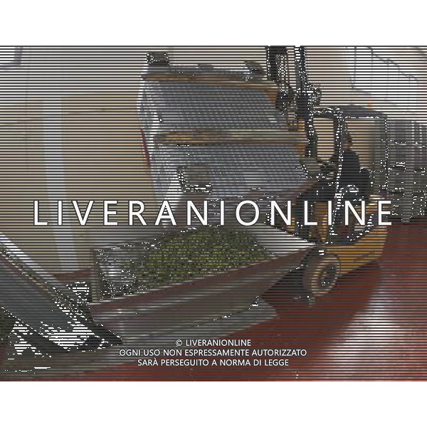 CETONA SIENA 2006 OLIVICOLTORI DELLE COLLINE DEL CETONA NELLA FOTO TRAMOGGIA MACCHINA PER DIVIDERE LE OLIVE DALLE FOGLIE IFC-AGENZIA ALDO LIVERANI