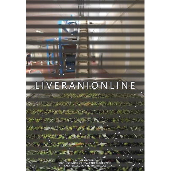 CETONA SIENA 2006 OLIVICOLTORI DELLE COLLINE DEL CETONA NELLA FOTO TRAMOGGIA MACCHINA PER DIVIDERE LE OLIVE DALLE FOGLIE IFC-AGENZIA ALDO LIVERANI