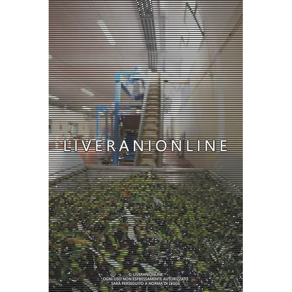 CETONA SIENA 2006 OLIVICOLTORI DELLE COLLINE DEL CETONA NELLA FOTO TRAMOGGIA MACCHINA PER DIVIDERE LE OLIVE DALLE FOGLIE IFC-AGENZIA ALDO LIVERANI