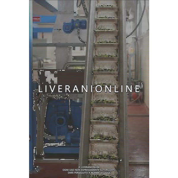 CETONA SIENA 2006 OLIVICOLTORI DELLE COLLINE DEL CETONA NELLA FOTO TRAMOGGIA MACCHINA PER DIVIDERE LE OLIVE DALLE FOGLIE IFC-AGENZIA ALDO LIVERANI