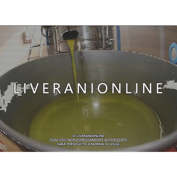 CETONA SIENA 2006 OLIVICOLTORI DELLE COLLINE DEL CETONA NELLA FOTO L\'OLIO DIVISO DALL\'ACQUA PRONTO PER L\'IMBOTTIGLIAMENTO IFC-AGENZIA ALDO LIVERANI