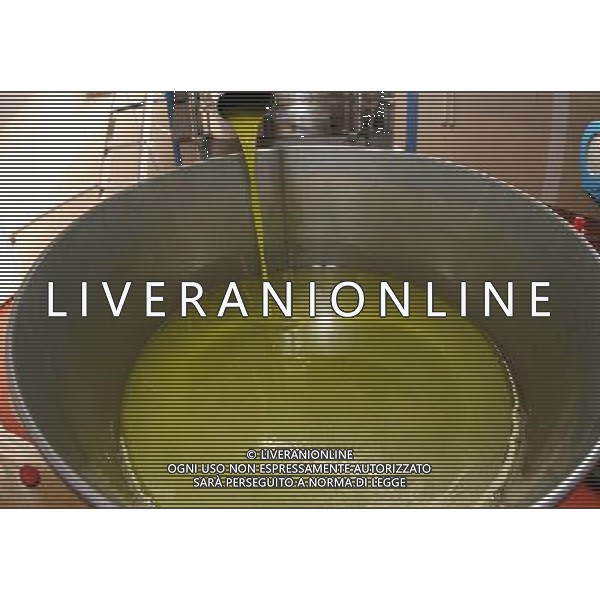 CETONA SIENA 2006 OLIVICOLTORI DELLE COLLINE DEL CETONA NELLA FOTO L\'OLIO DIVISO DALL\'ACQUA PRONTO PER L\'IMBOTTIGLIAMENTO IFC-AGENZIA ALDO LIVERANI