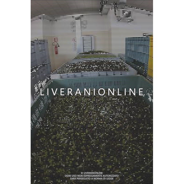 CETONA SIENA 2006 OLIVICOLTORI DELLE COLLINE DEL CETONA NELLA FOTO OLIVE IFC-AGENZIA ALDO LIVERANI