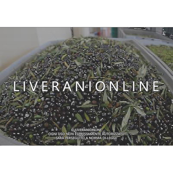 CETONA SIENA 2006 OLIVICOLTORI DELLE COLLINE DEL CETONA NELLA FOTO OLIVE IFC-AGENZIA ALDO LIVERANI