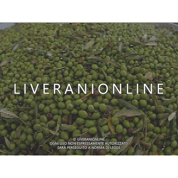 CETONA SIENA 2006 OLIVICOLTORI DELLE COLLINE DEL CETONA NELLA FOTO OLIVE IFC-AGENZIA ALDO LIVERANI