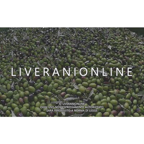 CETONA SIENA 2006 OLIVICOLTORI DELLE COLLINE DEL CETONA NELLA FOTO DEPOSITI BINS CASSONI FENESTRATI PER LE OLIVE IFC-AGENZIA ALDO LIVERANI