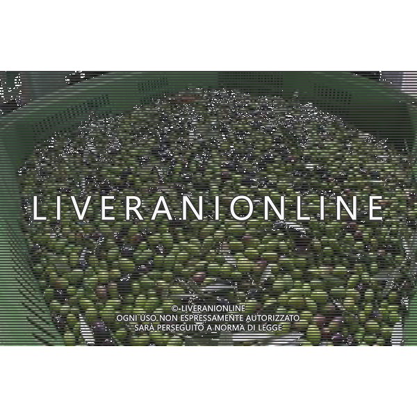 CETONA SIENA 2006 OLIVICOLTORI DELLE COLLINE DEL CETONA NELLA FOTO DEPOSITI BINS CASSONI FENESTRATI PER LE OLIVE IFC-AGENZIA ALDO LIVERANI