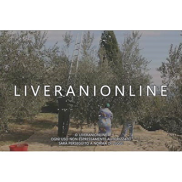 CETONA SIENA 2006 OLIVICOLTORI DELLE COLLINE DEL CETONA NELLA FOTO LA RACCOLTA DELLE OLIVE A MANO IFC-AGENZIA ALDO LIVERANI