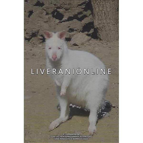 Bergamo - Parco delle Cornelle - Marzo 2007 nella foto il canguro bianco (albino) photo magni thomas/Ag. Aldo Liverani