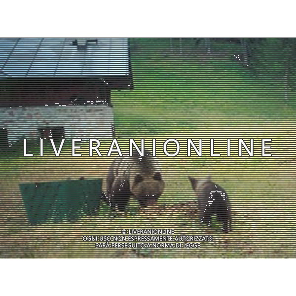 L\'Orsa Jurka con uno dei suoi tre cuccioli nella Val di Non Foto Archivio Servizio Foreste e Fauna - Provincia Autonoma di Trento Ag. Aldo Liverani