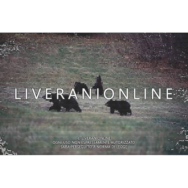 L\'Orsa Jurka con i suoi tre cuccioli nella Val di Non Foto Archivio Servizio Foreste e Fauna - Provincia Autonoma di Trento Ag. Aldo Liverani