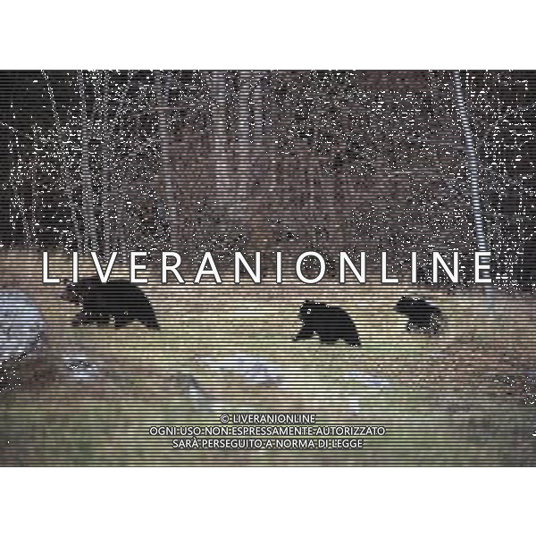 L\'Orsa Jurka con i suoi tre cuccioli nella Val di Non Foto Archivio Servizio Foreste e Fauna - Provincia Autonoma di Trento Ag. Aldo Liverani