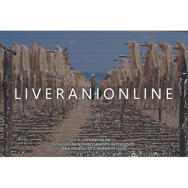 ARCHIVIO ALDO LIVERANI NELLA FOTO ESSICAZIONE DEL PESCE AG ALDO LIVERANI