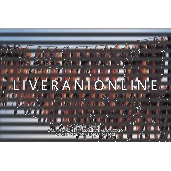 ARCHIVIO ALDO LIVERANI NELLA FOTO ESSICAZIONE DEL PESCE AG ALDO LIVERANI
