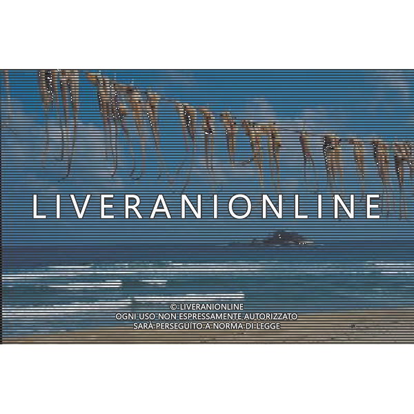 ARCHIVIO ALDO LIVERANI NELLA FOTO ESSICAZIONE DEL PESCE AG ALDO LIVERANI