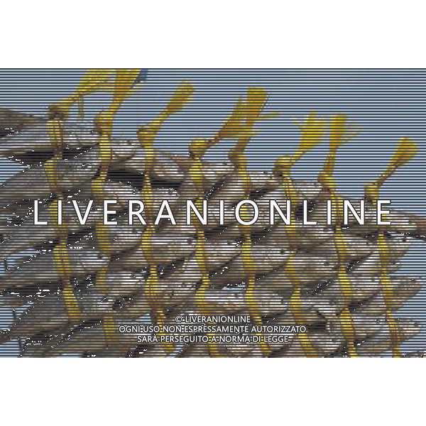 VARIE 2004 NELLA FOTO ESSICAZIONE PESCE FOTO AGENZIA ALDO LIVERANI