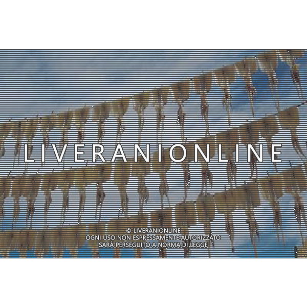 VARIE 2004 NELLA FOTO ESSICAZIONE PESCE FOTO AGENZIA ALDO LIVERANI