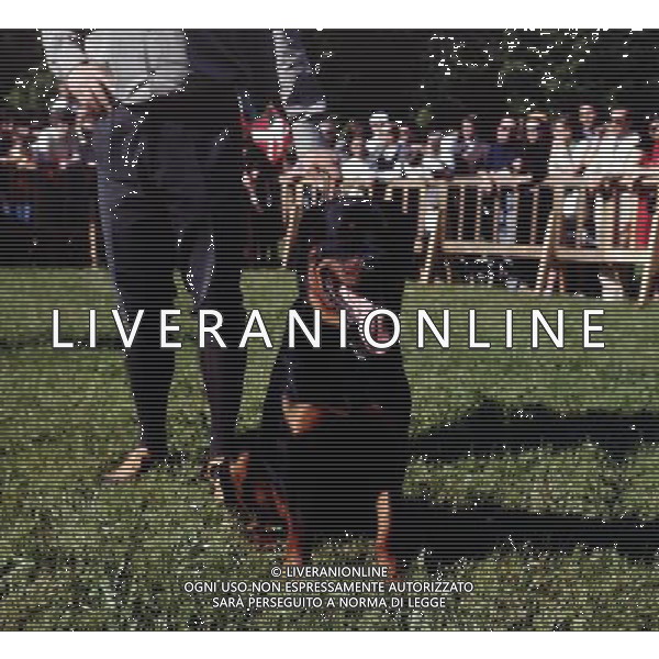 CANE - ROTTWEILER PH ARCHIVIO ALDO LIVERANI