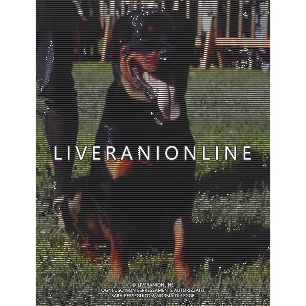 CANE - ROTTWEILER PH ARCHIVIO ALDO LIVERANI