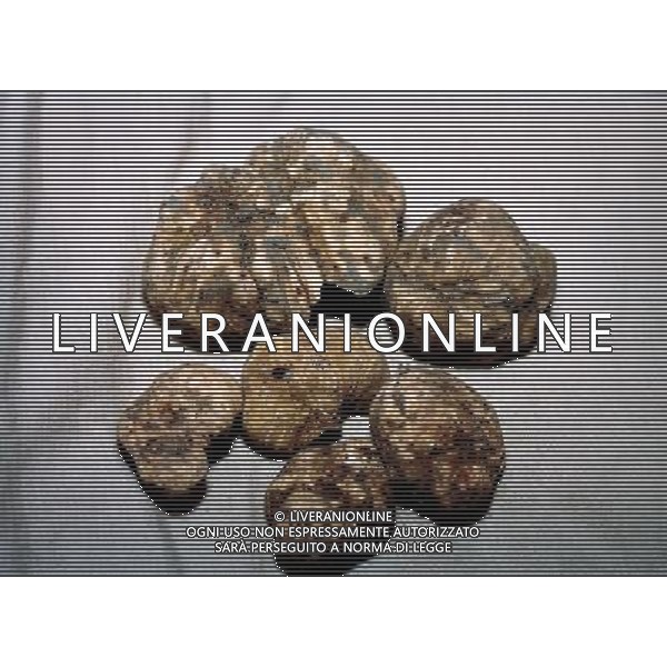 RACCOLTA DEL TARTUFO BIANCO FOTO DANILO RECALCATI/AGENZIA ALDO LIVERANI
