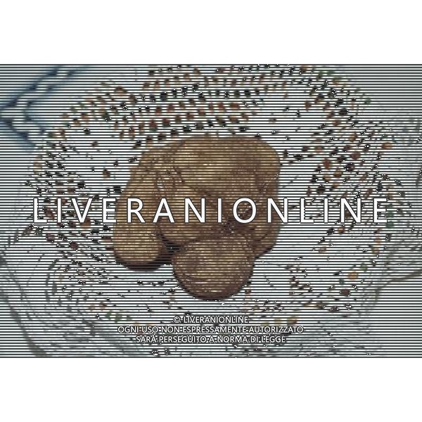 RACCOLTA DEL TARTUFO BIANCO FOTO DANILO RECALCATI/AGENZIA ALDO LIVERANI