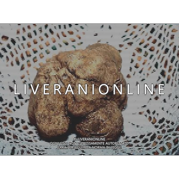 RACCOLTA DEL TARTUFO BIANCO FOTO DANILO RECALCATI/AGENZIA ALDO LIVERANI