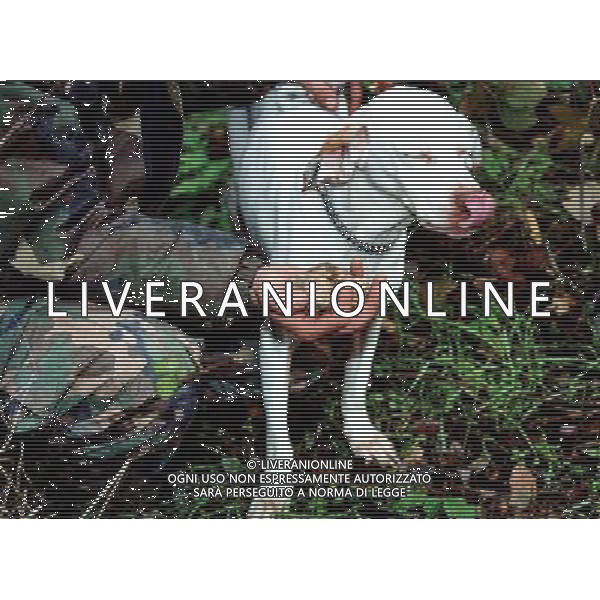 RACCOLTA DEL TARTUFO BIANCO / CANE FOTO DANILO RECALCATI/AGENZIA ALDO LIVERANI