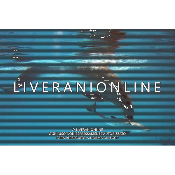 Riccione giugno 2007 Fiocco rosa al parco Oltremare di Riccione La mamma delfina Blue ha data alla luce un piccolo delfino di di 12 chili. Ph Parco Oltremare/Ag Aldo Liverani